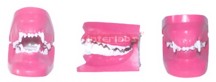 CANINE DISEASE TEETH MODEL